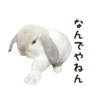 るーくんとかるくん（個別スタンプ：10）