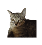 Hamdude（個別スタンプ：3）