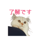 Cats Sticker8（個別スタンプ：1）