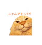 Cats Sticker8（個別スタンプ：2）