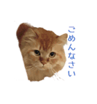 Cats Sticker8（個別スタンプ：3）