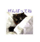 Cats Sticker8（個別スタンプ：4）