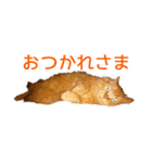 Cats Sticker8（個別スタンプ：5）