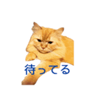 Cats Sticker8（個別スタンプ：7）
