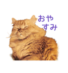 Cats Sticker8（個別スタンプ：8）