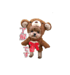 トイプードル ティル 写真ver.1（個別スタンプ：5）
