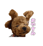 トイプードル ティル 写真ver.1（個別スタンプ：6）