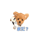 トイプードル ティル 写真ver.1（個別スタンプ：8）