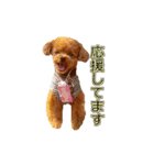 トイプードル ティル 写真ver.1（個別スタンプ：15）