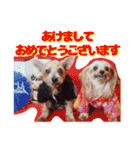 ヨークシャテリア(ショコラ＆ムース)（個別スタンプ：1）