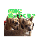 ヨークシャテリア(ショコラ＆ムース)（個別スタンプ：3）