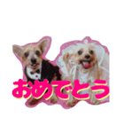 ヨークシャテリア(ショコラ＆ムース)（個別スタンプ：5）