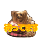 ヨークシャテリア(ショコラ＆ムース)（個別スタンプ：10）