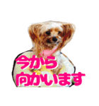 ヨークシャテリア(ショコラ＆ムース)（個別スタンプ：12）