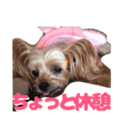 ヨークシャテリア(ショコラ＆ムース)（個別スタンプ：16）