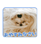 バッフィー＆シモン＆アルバ スタンプ（個別スタンプ：1）