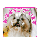 バッフィー＆シモン＆アルバ スタンプ（個別スタンプ：4）