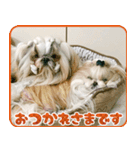 バッフィー＆シモン＆アルバ スタンプ（個別スタンプ：8）