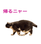 ねこの梅さんスタンプ（個別スタンプ：1）