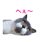 ねこの梅さんスタンプ（個別スタンプ：2）
