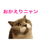 ねこの梅さんスタンプ（個別スタンプ：3）