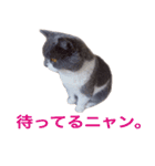 ねこの梅さんスタンプ（個別スタンプ：5）