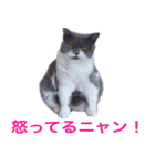 ねこの梅さんスタンプ（個別スタンプ：6）
