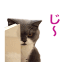 ねこの梅さんスタンプ（個別スタンプ：7）