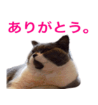 ねこの梅さんスタンプ（個別スタンプ：8）