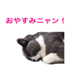 ねこの梅さんスタンプ（個別スタンプ：9）