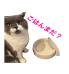 ねこの梅さんスタンプ（個別スタンプ：10）