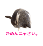 ねこの梅さんスタンプ（個別スタンプ：11）