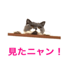 ねこの梅さんスタンプ（個別スタンプ：12）