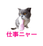 ねこの梅さんスタンプ（個別スタンプ：14）