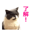 ねこの梅さんスタンプ（個別スタンプ：15）