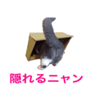 ねこの梅さんスタンプ（個別スタンプ：16）