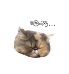 Banban（個別スタンプ：5）