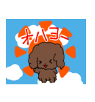 トイプードルのチョコ君（個別スタンプ：1）