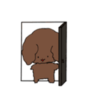 トイプードルのチョコ君（個別スタンプ：4）