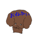 トイプードルのチョコ君（個別スタンプ：11）