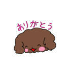 トイプードルのチョコ君（個別スタンプ：12）