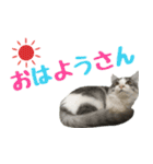 癒し猫**実写**関西弁Ver（個別スタンプ：1）