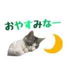 癒し猫**実写**関西弁Ver（個別スタンプ：2）