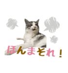 癒し猫**実写**関西弁Ver（個別スタンプ：6）