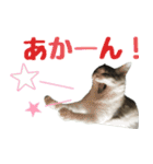 癒し猫**実写**関西弁Ver（個別スタンプ：9）