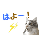 癒し猫**実写**関西弁Ver（個別スタンプ：13）