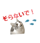 癒し猫**実写**関西弁Ver（個別スタンプ：16）