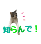 癒し猫**実写**関西弁Ver（個別スタンプ：17）