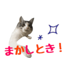 癒し猫**実写**関西弁Ver（個別スタンプ：18）