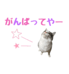 癒し猫**実写**関西弁Ver（個別スタンプ：20）